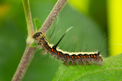 Acronicta cuspis