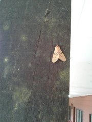 Lemyra bornemontana