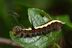 Acronicta cuspis