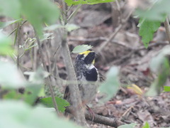 Emberiza elegans