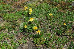 Packera heterophylla