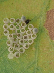 Trissolcus