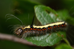 Acronicta cuspis