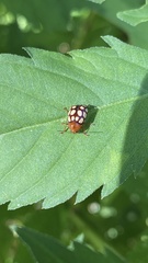 Cryptocephalus guttulatus