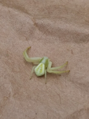 Misumessus oblongus