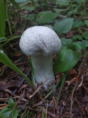 Leccinum percandidum
