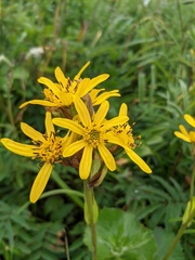Ligularia sibirica