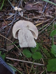 Leccinum percandidum