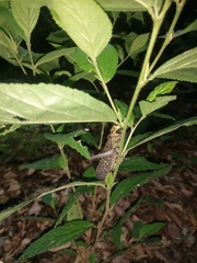Tropidacris cristata