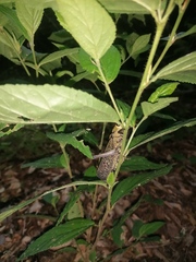 Tropidacris cristata