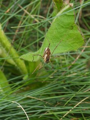 Mitopus