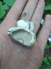 Leccinum percandidum