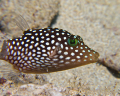 Canthigaster jactator