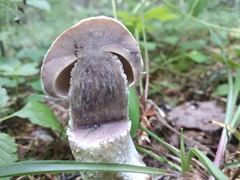 Leccinum percandidum