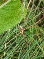 Mitopus