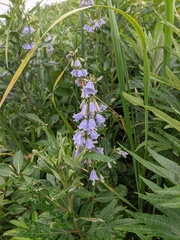 Adenophora triphylla