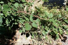 Rubus nemophilus
