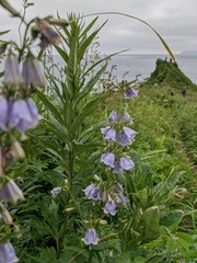 Adenophora triphylla