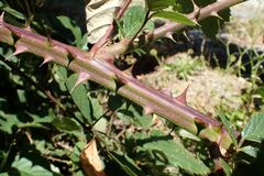 Rubus nemophilus