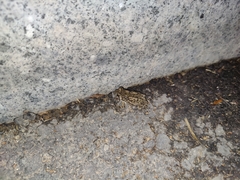 Amolops chunganensis