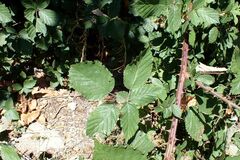 Rubus nemophilus