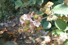 Rubus nemophilus