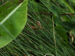 Mitopus