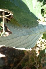 Rubus nemophilus