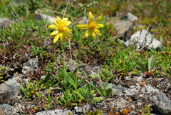 Arnica griscomii