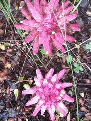 Hyobanche thinophila