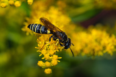 Philanthus solivagus