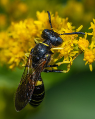 Philanthus solivagus