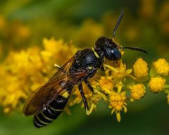 Philanthus solivagus