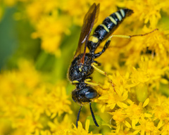 Philanthus solivagus