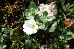 Cerastium uniflorum