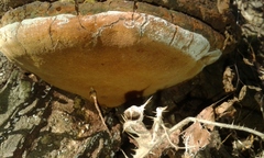 Hymenochaetaceae