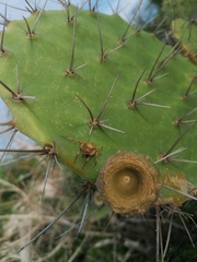 Araneus detrimentosus
