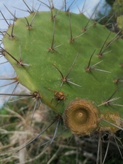 Araneus detrimentosus
