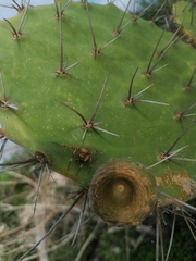 Araneus detrimentosus