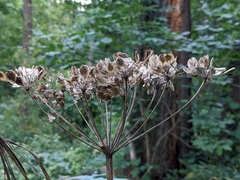 Heracleum maximum