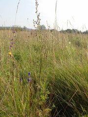 Artemisia tanacetifolia