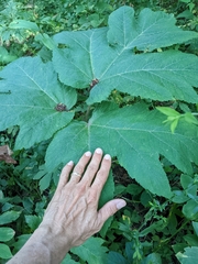 Heracleum maximum