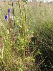 Artemisia tanacetifolia