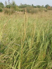 Artemisia tanacetifolia