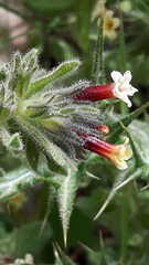 Alkanna tubulosa