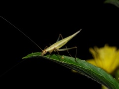 Oecanthus longicauda