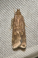 Helcystogramma triannulella