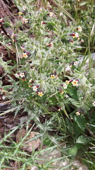 Alkanna tubulosa