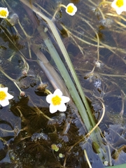 Ranunculus circinatus