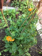 Papaver cambricum